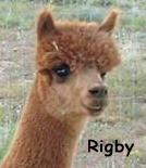 Rigby